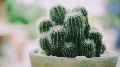 仙人掌/一一（八打灵再也）