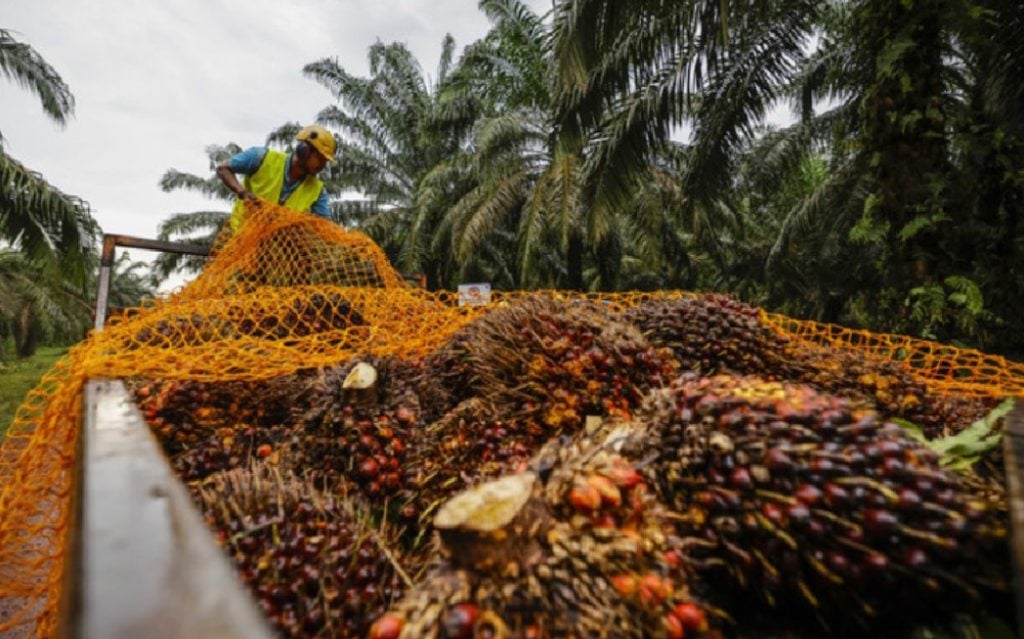 库存冲高 出口萎缩  棕油价明年恐跌至4000