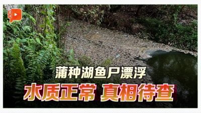 蒲种湖鱼尸漂浮 水质正常、真相待查
