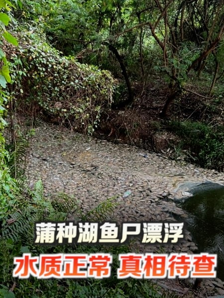 蒲种湖鱼尸漂浮 水质正常、真相待查