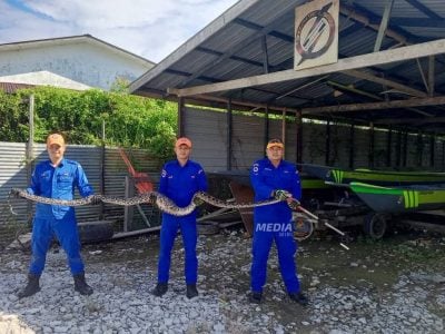 4公尺蟒蛇盘踞鸡寮 . 民防队受召捕捉