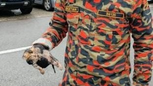 小猫钻进车引擎舱 . 消拯员成功救援脱困