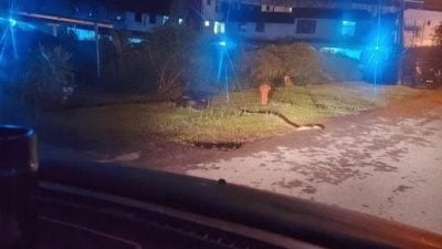 雨季蛇类出没 . 民众受促加强防范