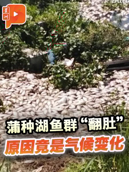 蒲种湖泊鱼尸漂浮 环境局：疑气候变化所致