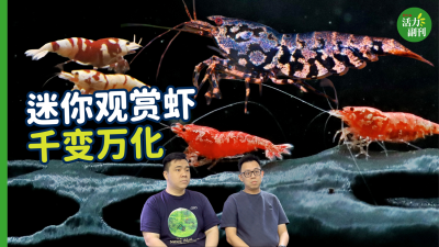 【视频】千变万化的迷你观赏虾