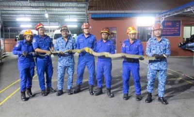 视频|今年最大条 民防卫队捕4公尺眼镜王蛇