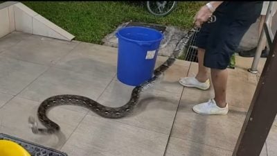 视频 | 大蟒蛇咖啡店乱窜 勇敢大叔徒手抓蛇尾驱赶
