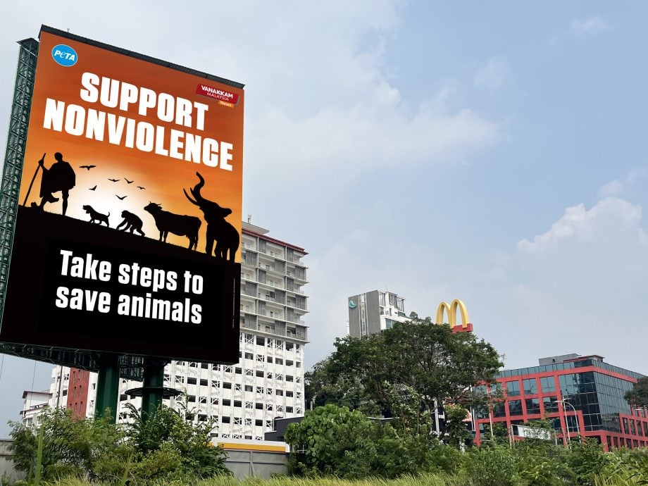 “非暴力始于我们的餐桌” PETA吁大马人选择素食