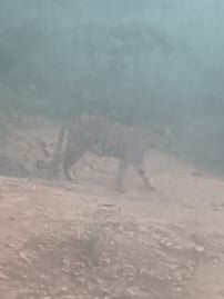 东:(已发布)乌鲁淡比灵再传老虎出没 生动物保护及国家公园局加紧行动