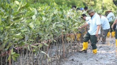 彭森林局携手大学师生种250红树苗