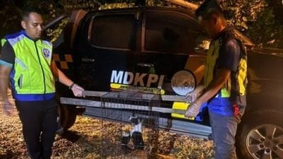 格底里县会接11投诉    展捕捉流浪动物行动