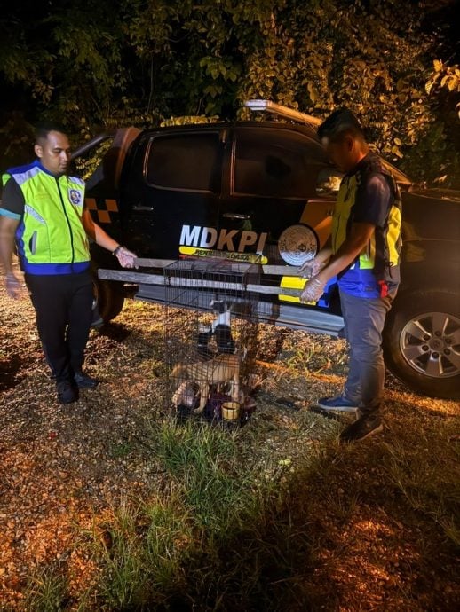 东:丹州格底里县议会日前晚间11时,展开了一项联合捕捉流浪动物取缔行动。