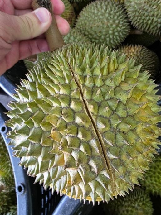 东:树倒、不熟、裂口、潮湿,雨水绵绵榴梿业挑战大