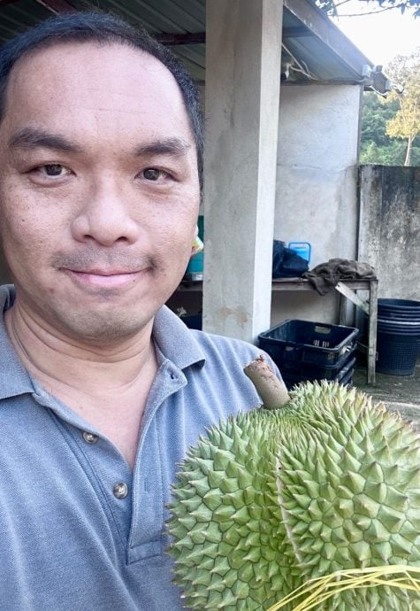 东:树倒、不熟、裂口、潮湿,雨水绵绵榴梿业挑战大