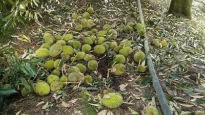 雨水绵绵 榴梿易“流产”