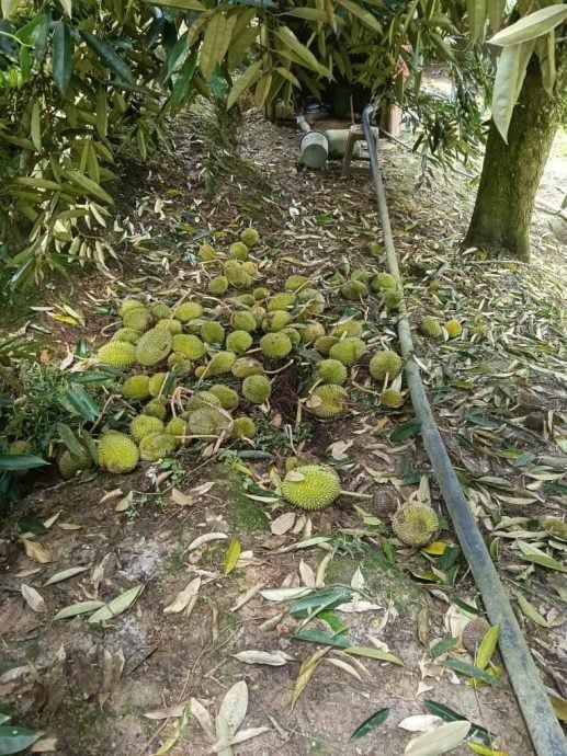 东:树倒、不熟、裂口、潮湿,雨水绵绵榴梿业挑战大