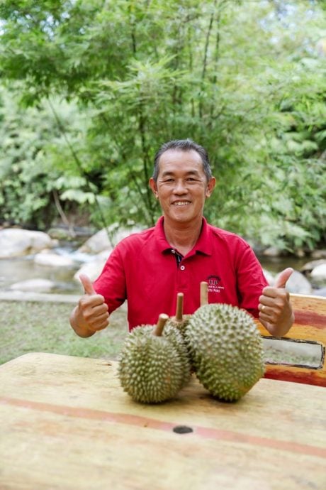 东:树倒、不熟、裂口、潮湿,雨水绵绵榴梿业挑战大