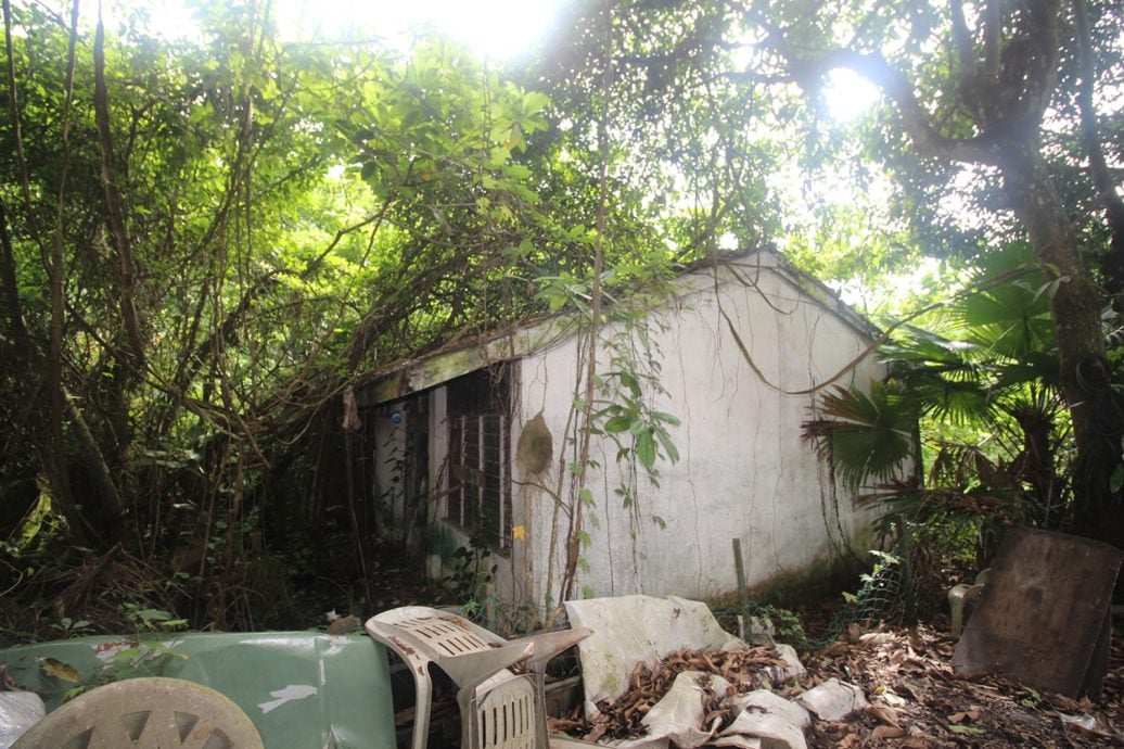 东:(已签发)2马电讯员工宿舍废置20年,野草丛生窝藏蛇虫鼠蚁