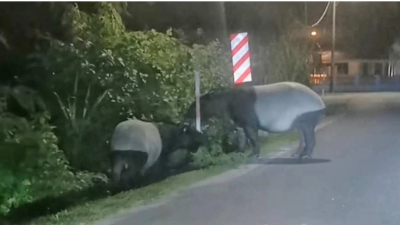 司机“巧遇” 马来貘母子觅食 彭野生动物局促民众远离