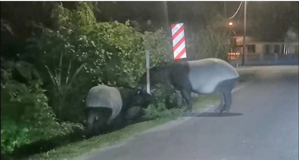 东：（已签发）司机驾驶路过“巧遇” 马来貘母子路边散步 彭野生动物局促民众远离