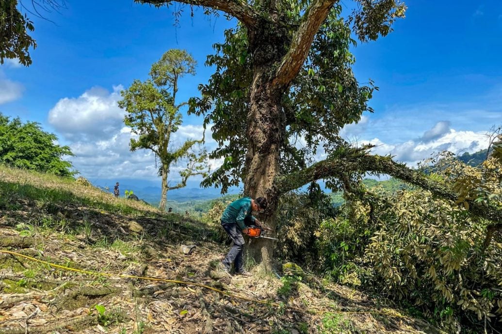 东：（已签发）彭亨媒体：劳勿猫山王案件终结