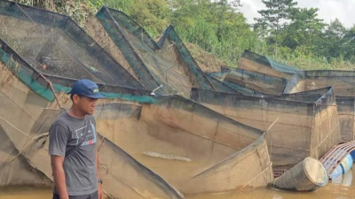 雨水致彭河水位涨冲走鱼笼 养殖业者蒙受近40万损失