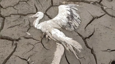 鄱阳湖候鸟遭毒杀 珍稀白鹳丧命