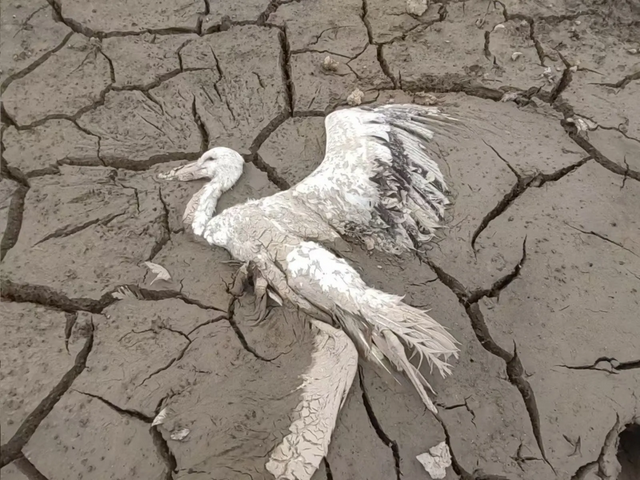 中国鄱阳湖湿地遭投放剧毒农药！诱候鸟啄食稻谷　多只珍贵禽鸟窒息惨死
