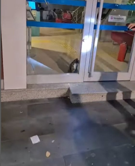 以为进贼原来是它！猫咪误闯银行警员“抱紧处理”