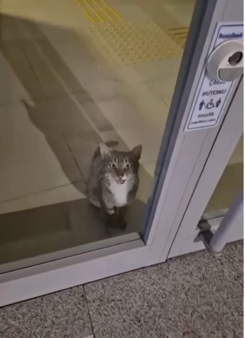 以为进贼原来是它！猫咪误闯银行警员“抱紧处理”