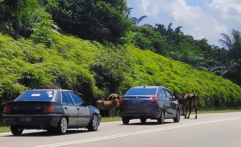 供星洲网:森立法议会 | 私人酒店侵占波德申海岸线 伊党议员促州政府收回土地保公共海滩
