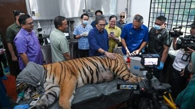 佐哈里：减少人与动物冲突   森林不辟新种植区