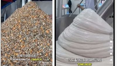 用弃置过剩螃蟹影片误导  蟹壳磨粉做蟹肉棒？假的！