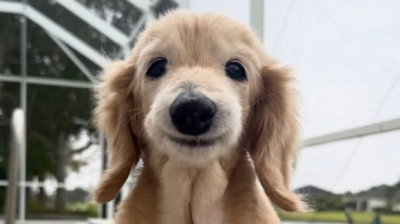 全球“最爱笑狗狗”离世