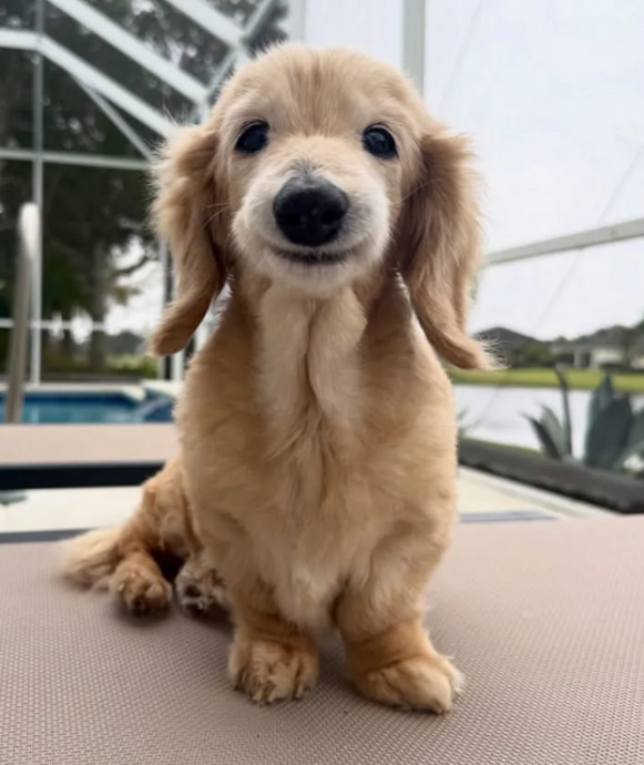 全球“最爱笑狗狗”离世