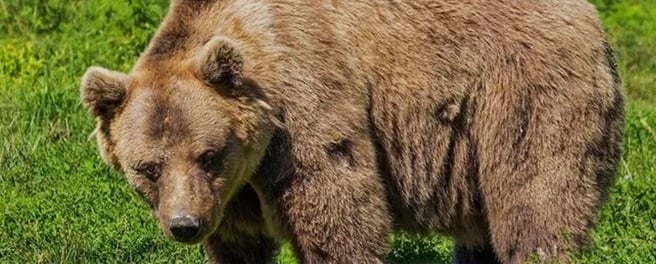 北海道熊害升级! 猎杀数量暴增焚化厂超负荷
