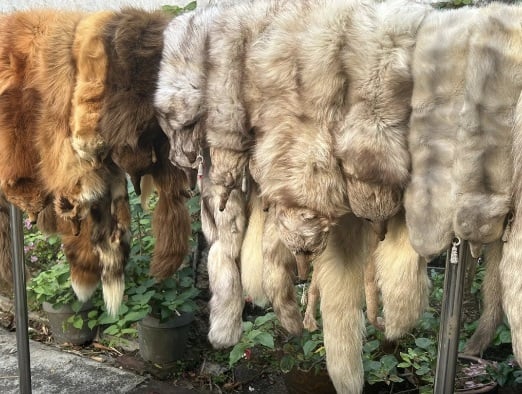 **即时娱乐**宣萱表舅蔡和平晒皮草惹议 部分仍见完整动物头爪