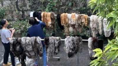 宣萱表舅蔡和平晒皮草惹议 部分仍见完整动物头爪