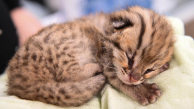 古代人1200年前撸是豹猫 唐代后从中亚传入家猫