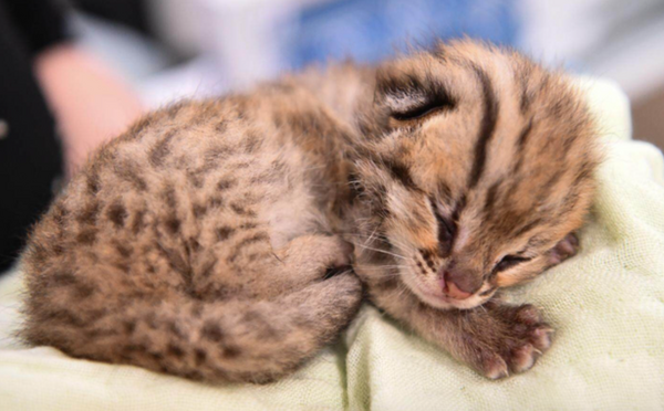 古代人1200年前撸是豹猫 唐代后从中亚传入家猫