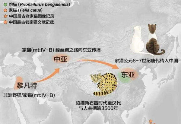 古代人1200年前撸是豹猫 唐代后从中亚传入家猫
