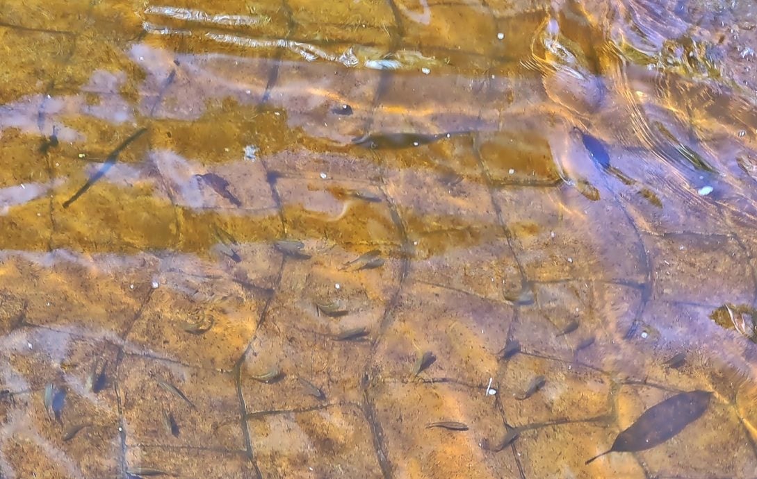 各部门随时应付二三波水灾 扎希老家也淹水