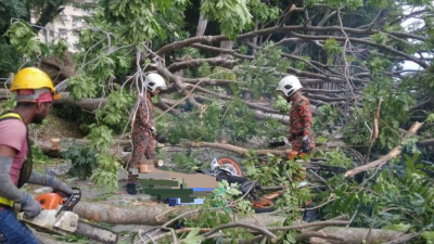 摩托轿车行驶中  树倒压死骑士 司机伤  