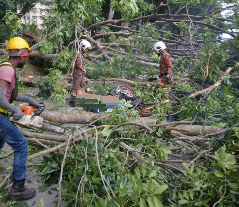 国(古城版)大树倒下,1死1伤