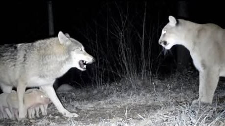 网传视频AI捏造   “狼护猪崽斗狮”虚构