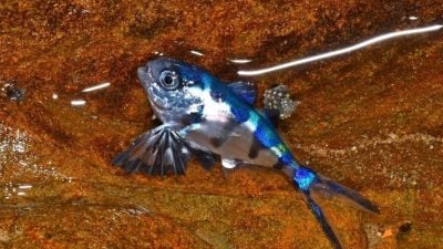 基隆潮间带首现圆鲳 照片发上网揭台湾新纪录