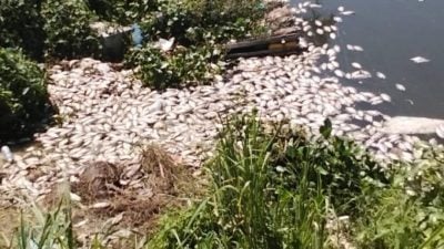 蒲种湖泊鱼群也浮肚 环境局：疑气候变化所致