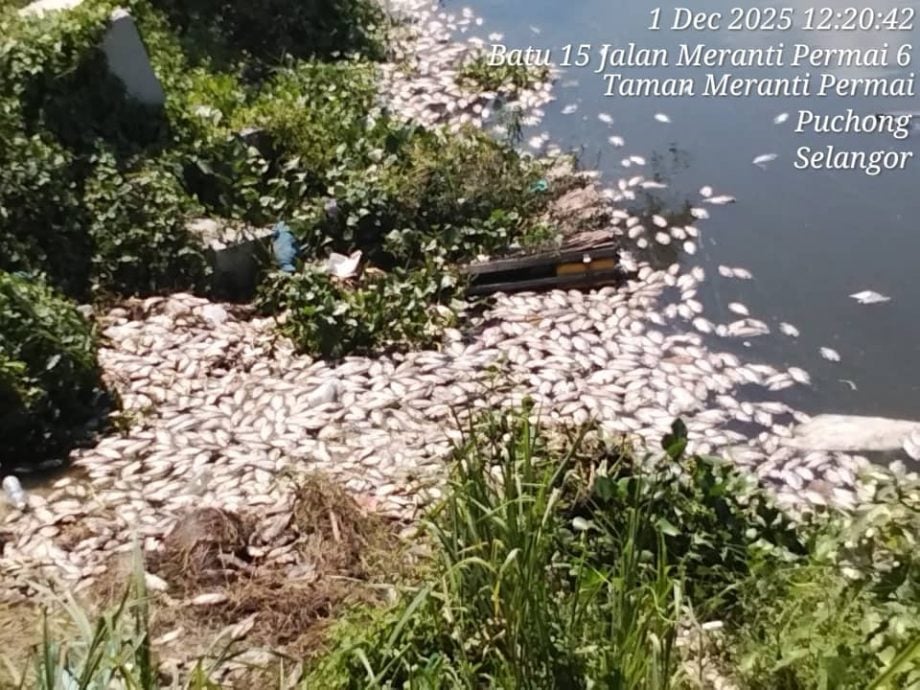 大都会-（主文）蒲种一湖鱼群亡 当局：气候变化或主因