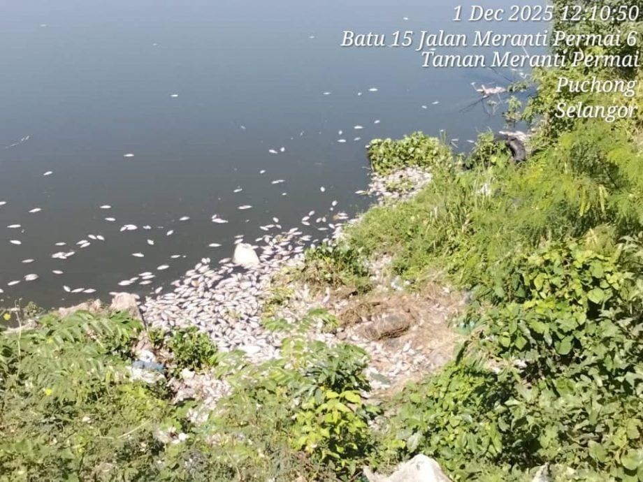 大都会-（主文）蒲种一湖鱼群亡 当局：气候变化或主因