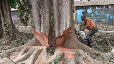 “大树循环利用”奏效     王城市厅省处理成本